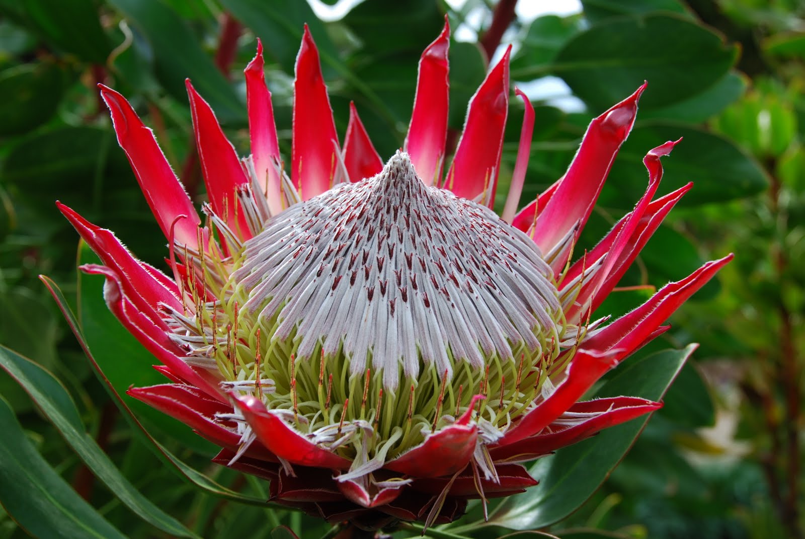 Protea aristata